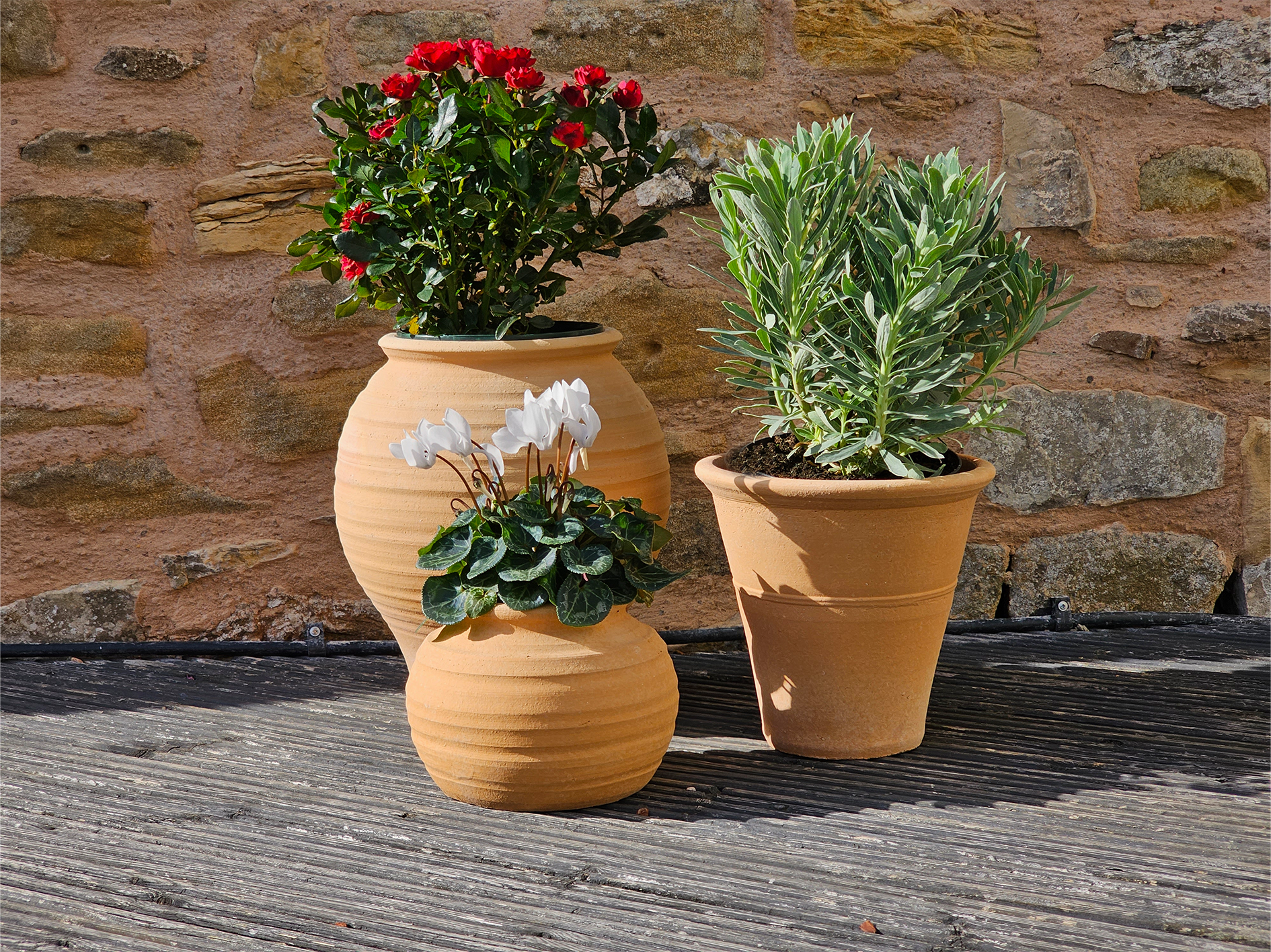 Koronaki, Mini Plake, Monachou planted Cretan terracotta pot